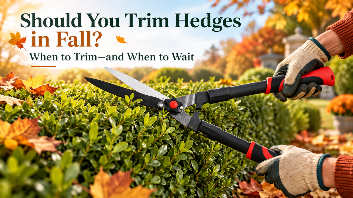 Should You Trim Hedges in Fall? When to Trim—and When to Wait
