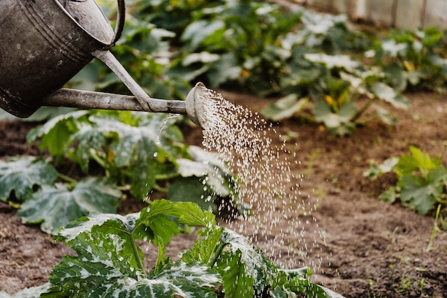 How do I choose garden watering?